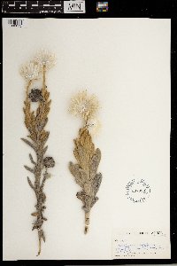 Helichrysum vestitum image