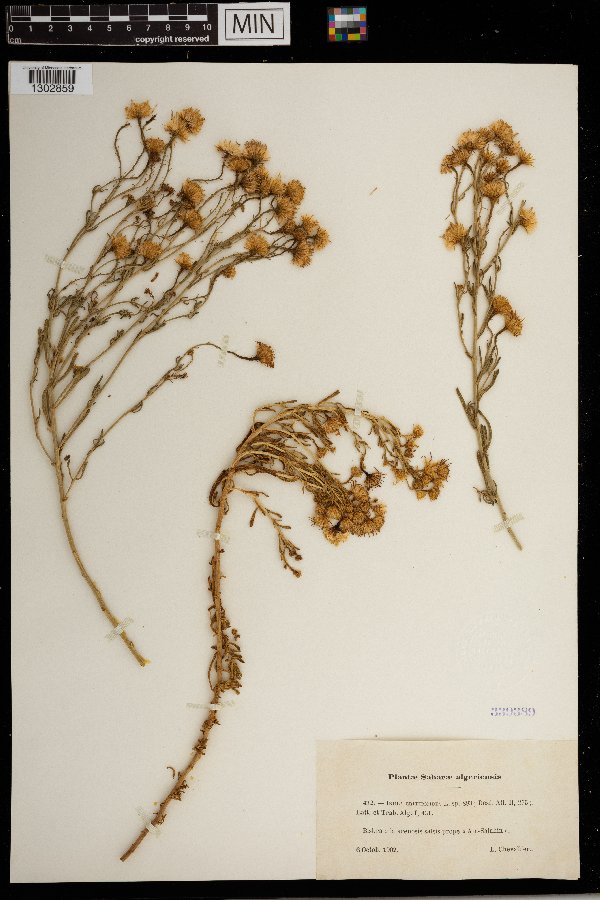 Inula crithmoides image