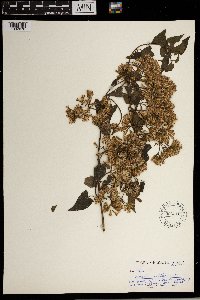Mikania natalensis image