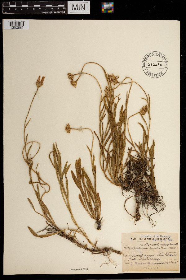 Osteospermum caulescens image