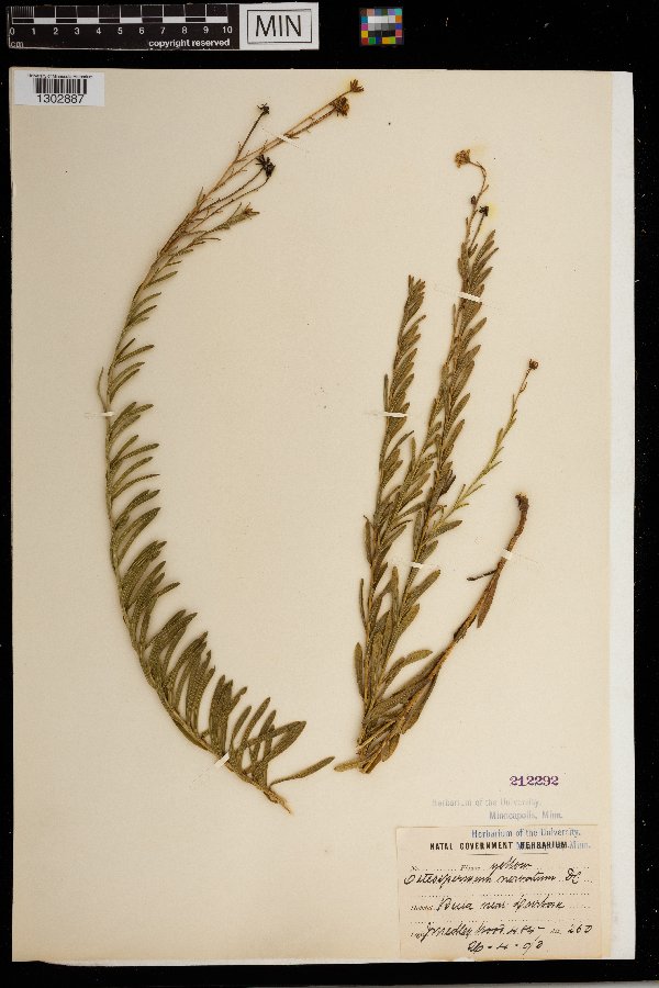 Osteospermum imbricatum subsp. nervatum image