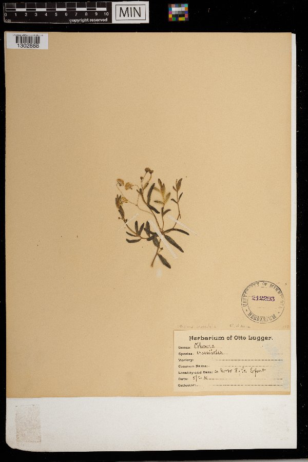 Othonna crassifolia image