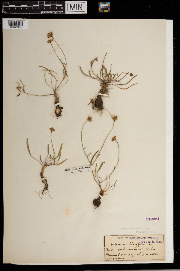 Othonna linifolia image