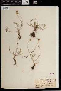 Image of Othonna linifolia