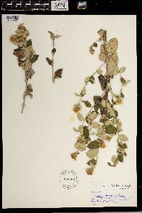 Printzia pyrifolia image