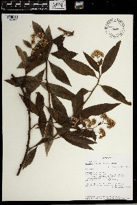 Psiadia lucida image