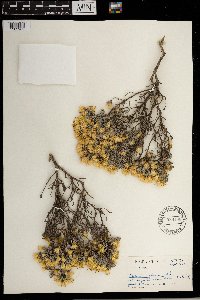 Pteronia glauca image