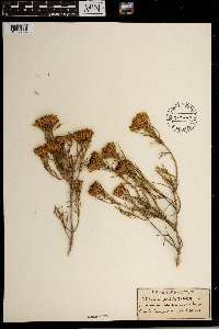 Image of Pteronia paniculata