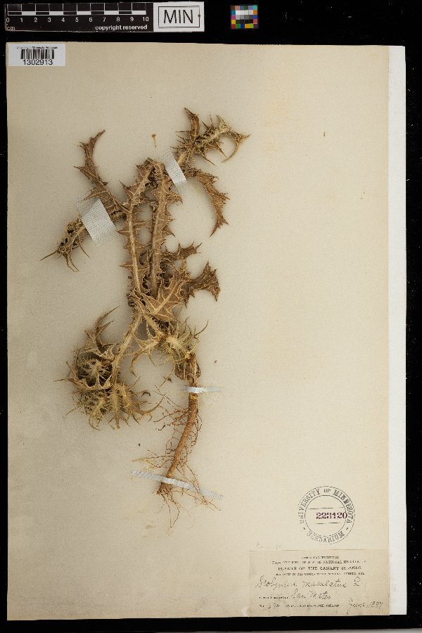 Scolymus maculatus image