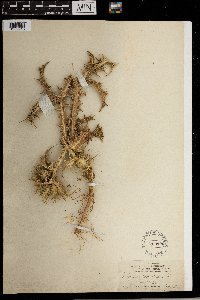 Image of Scolymus maculatus