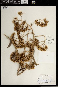 Senecio brachypodus image