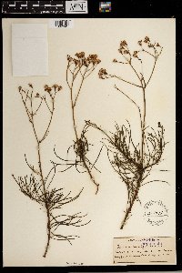 Senecio longifolius image