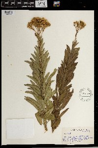 Senecio serratuloides image