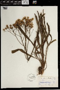 Senecio lydenburgensis image
