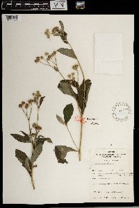 Image of Vernoniastrum aemulans