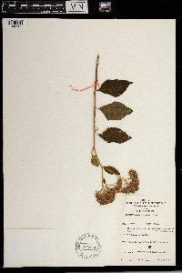 Image of Hoffmannanthus abbotianus