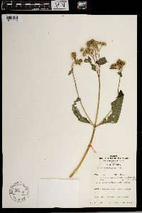 Hoffmannanthus abbotianus image