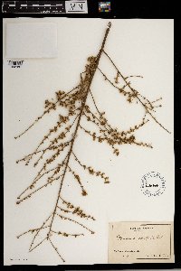 Vernonia doniana image