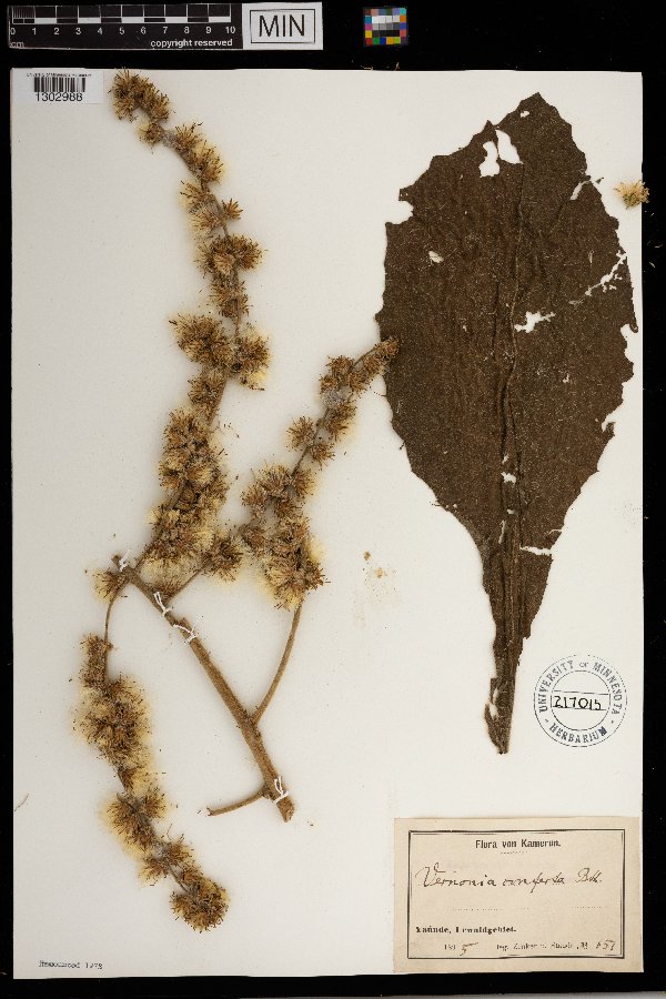 Vernonia conferta image