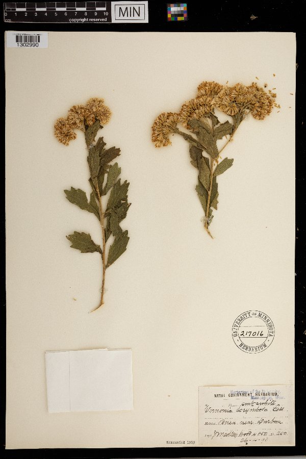 Gymnanthemum corymbosum image