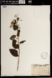 Brenandendron donianum image