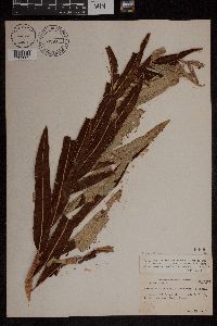Image of Acrostichum danaeifolium