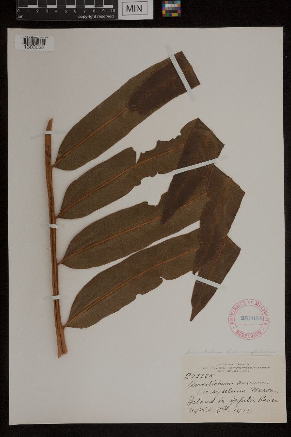 Acrostichum image
