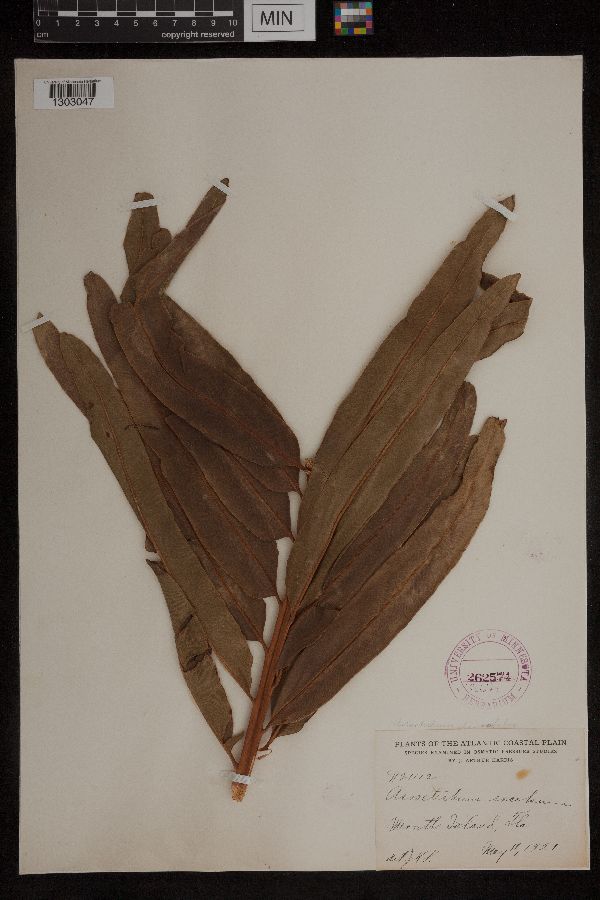 Acrostichum danaeifolium image