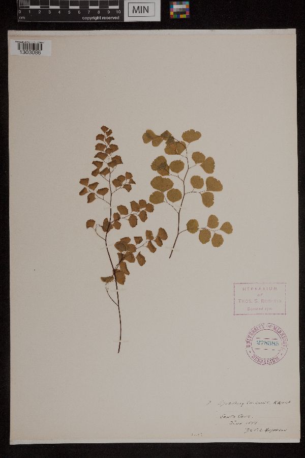 Adiantum chilense image