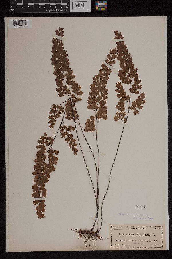 Adiantum capillus-veneris image