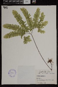 Adiantum pedatum image