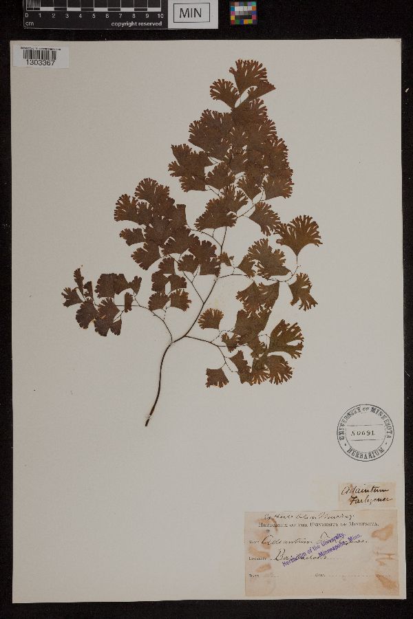 Adiantum tenerum var. farleyense image