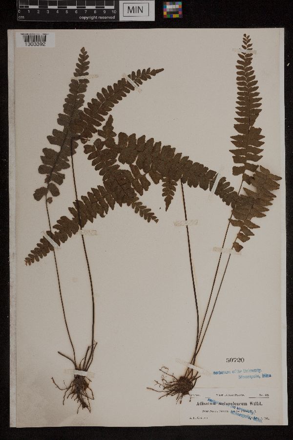 Adiantum melanoleucum image