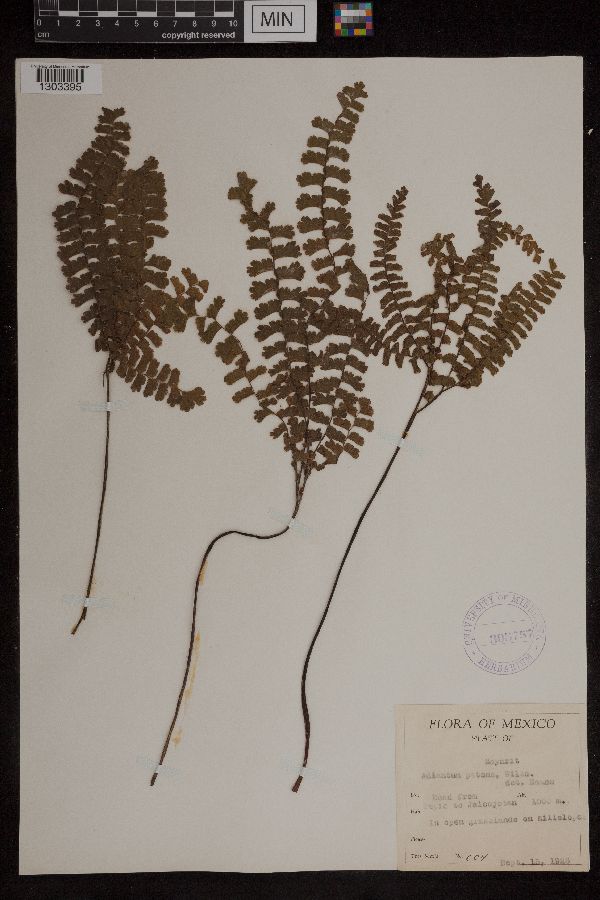 Adiantum patens image