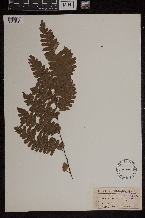 Adiantum polyphyllum image