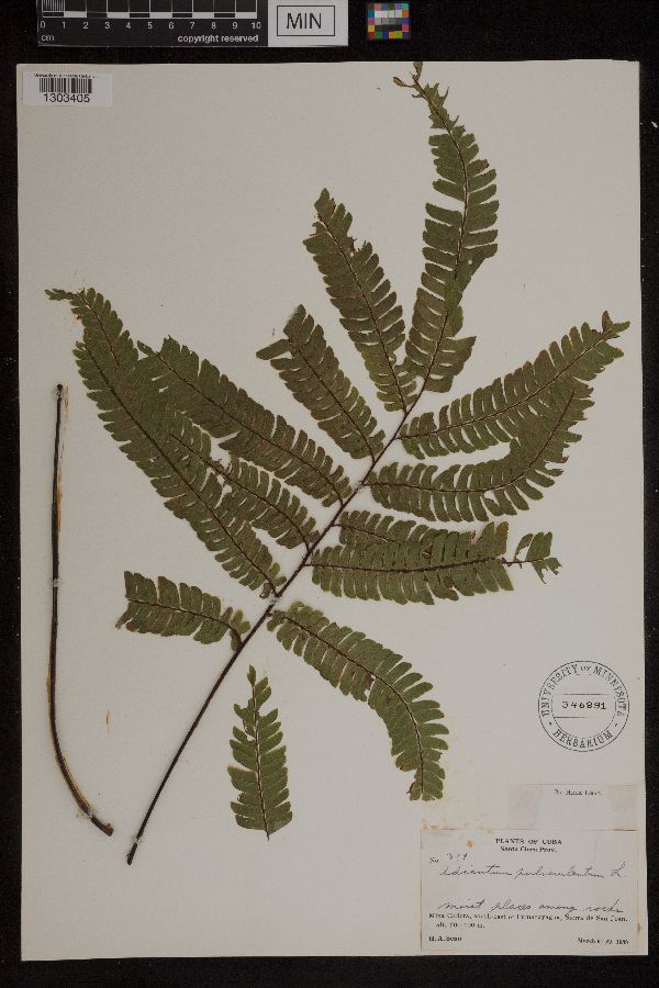 Adiantum pulverulentum image