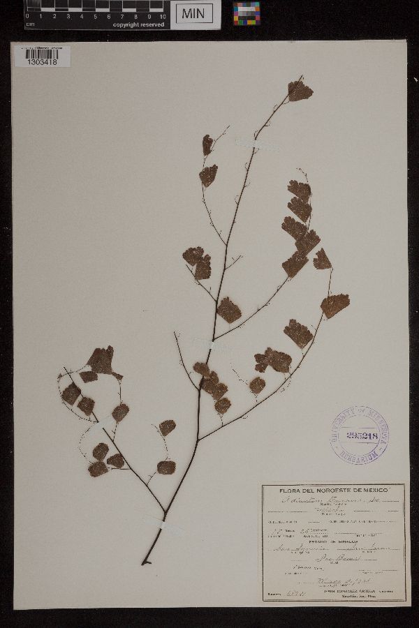 Adiantum tenerum image