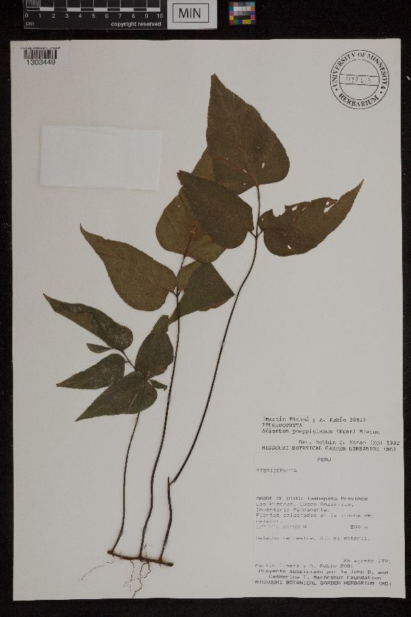 Adiantum poeppigianum image