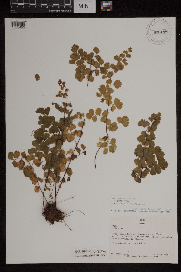 Adiantum subvolubile image