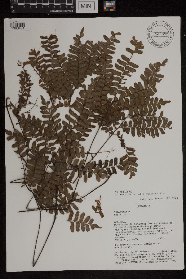 Adiantum terminatum image