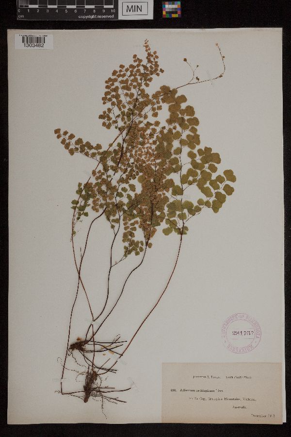 Adiantum aethiopicum image