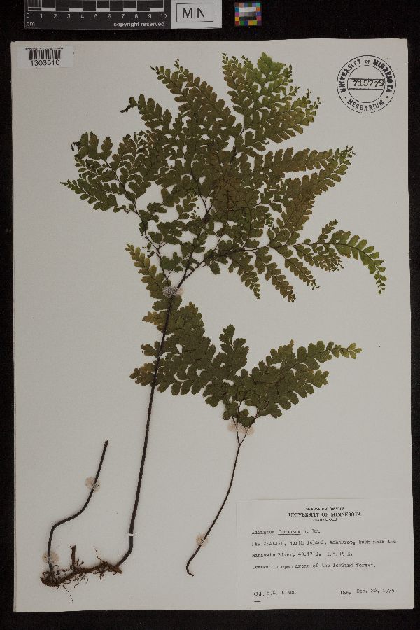 Adiantum formosum image