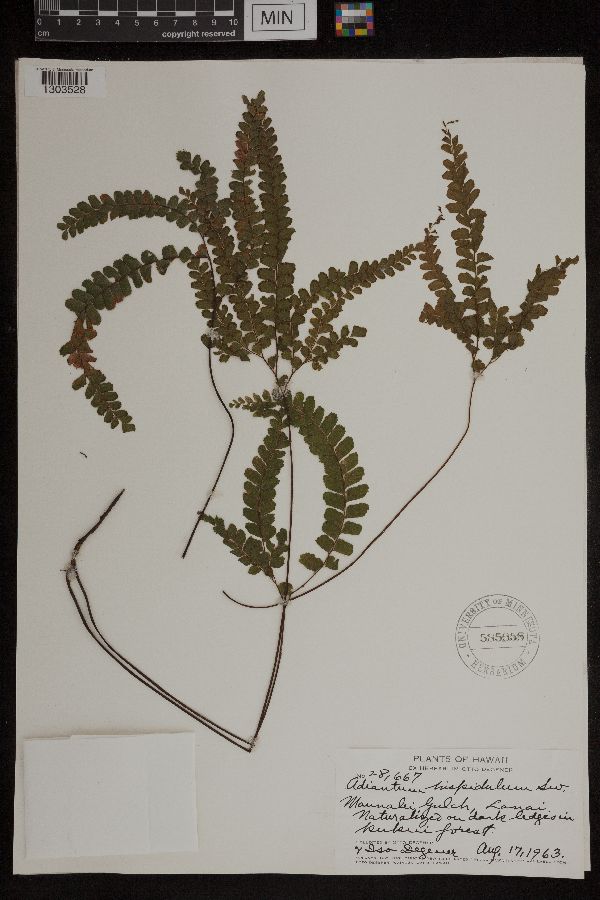 Adiantum hispidulum image