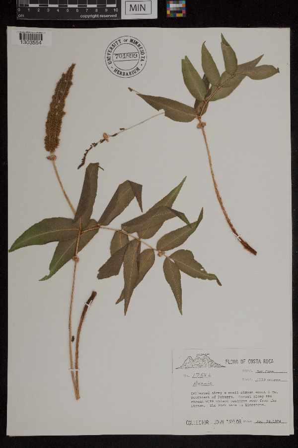 Anemiaceae image