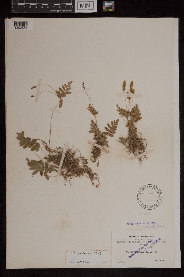 Anemia pastinacaria image