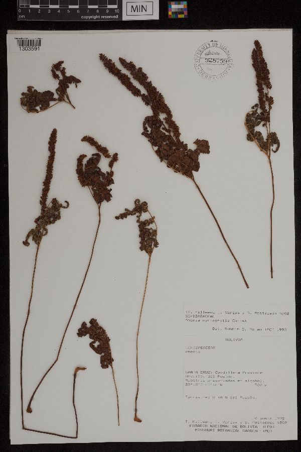 Anemia myriophylla image