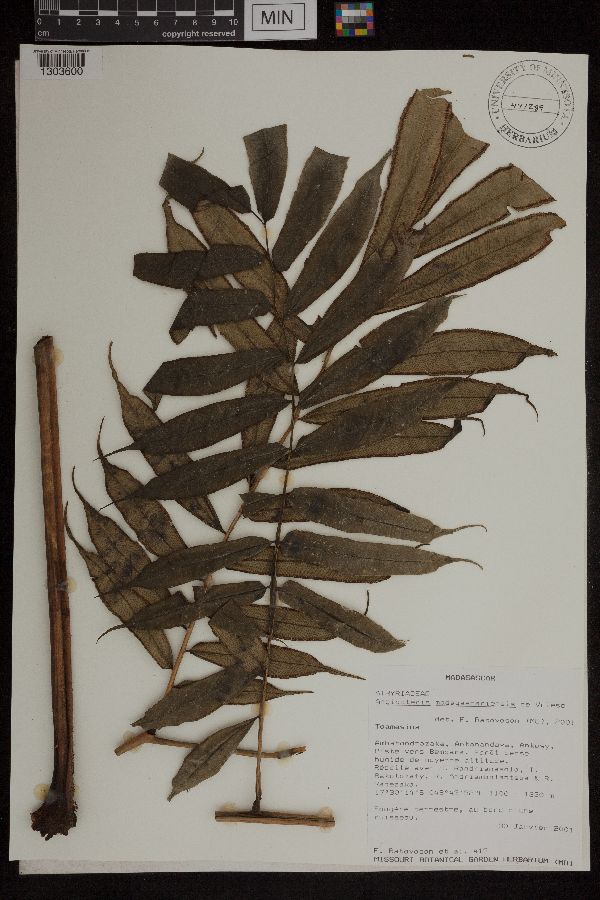 Angiopteris madagascariensis image
