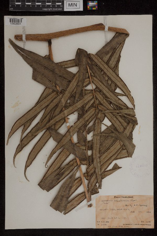 Angiopteris chauliodonta image