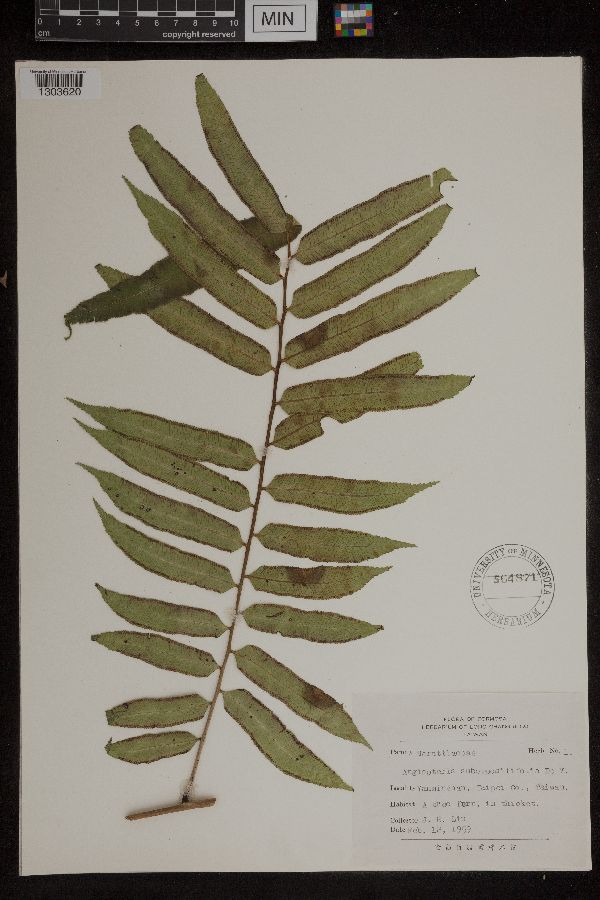 Angiopteris lygodiifolia image
