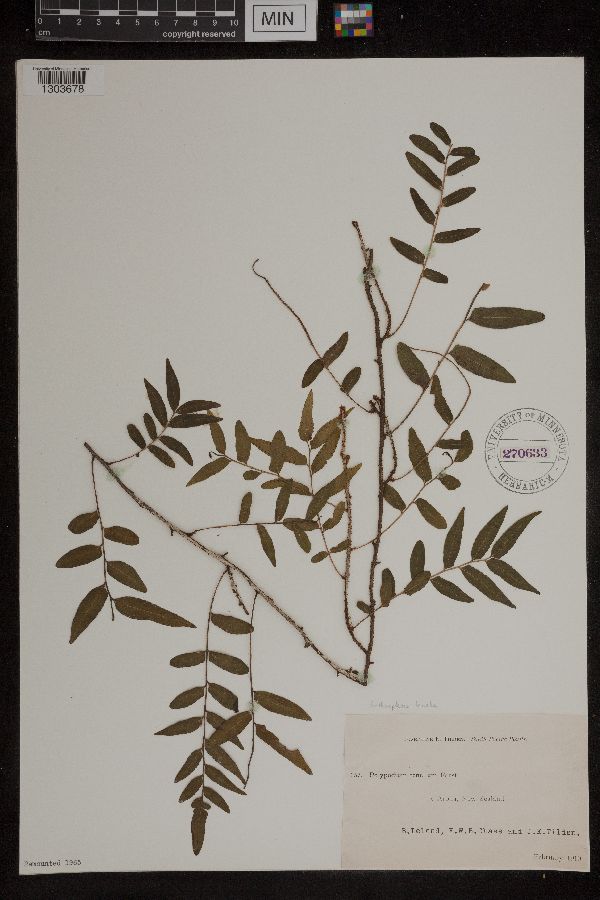 Arthropteris tenella image